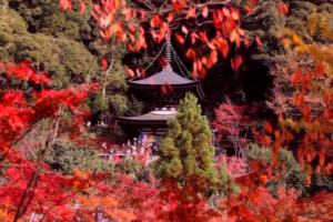 えびの高原の紅葉の見頃は 混雑状況や駐車場も ツクの日々