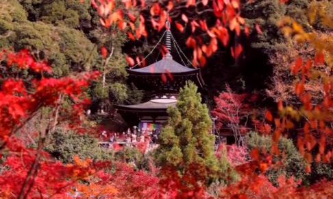 永観堂の紅葉の見頃とライトアップはいつ 混雑状況や駐車場は ツクの日々