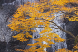 高野山金剛峯寺の紅葉の見頃とライトアップは 混雑はどう ツクの日々