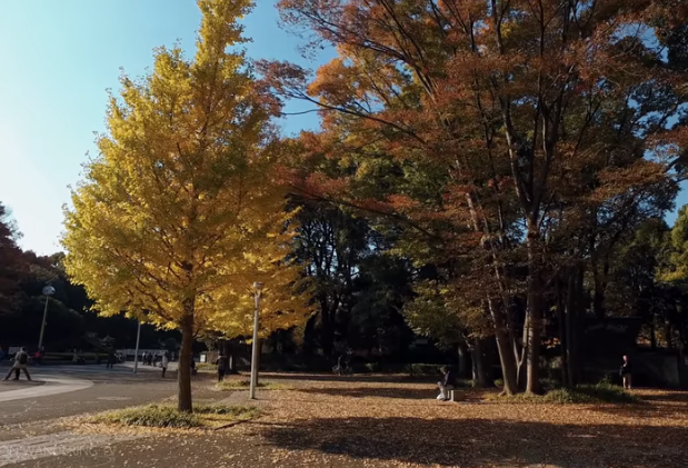 代々木公園の紅葉2025｜見頃・混雑・駐車場の完全ガイド