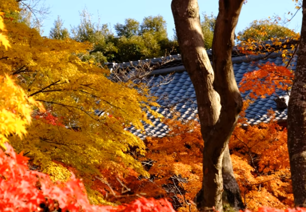 本土寺の紅葉2025｜見頃・混雑・駐車場完全ガイド