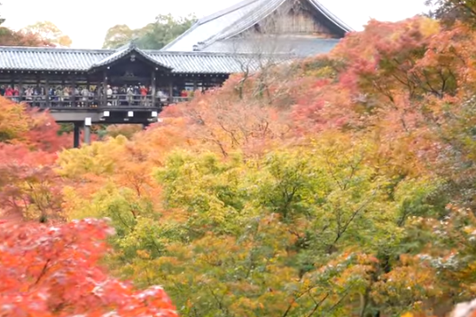 2025年 東福寺の紅葉｜見頃・ライトアップ・混雑・駐車場ガイド