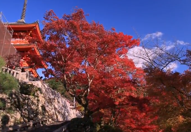 清水寺の紅葉2025｜見頃・ライトアップ・混雑・駐車場ガイド