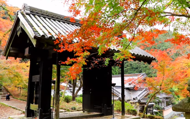 秋月城跡の紅葉2025｜見頃・混雑・駐車場完全ガイド