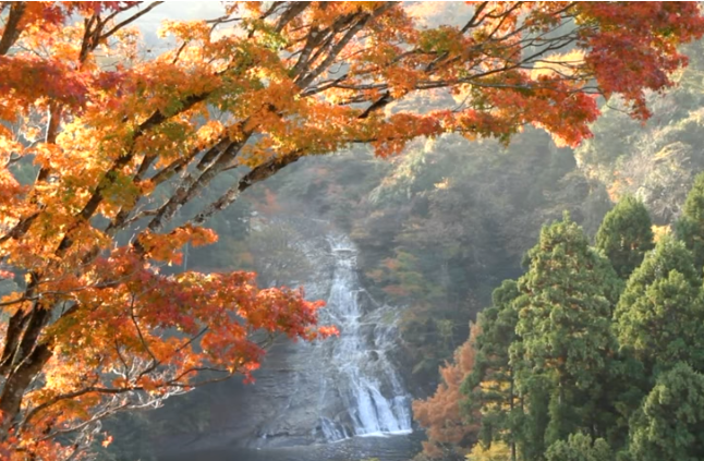 養老渓谷の紅葉2025｜見頃・ライトアップ・混雑・駐車場ガイド