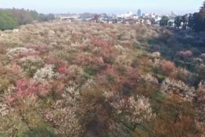 浅草花やしき の混雑や待ち時間は 近くの駐車場は ツクの世界