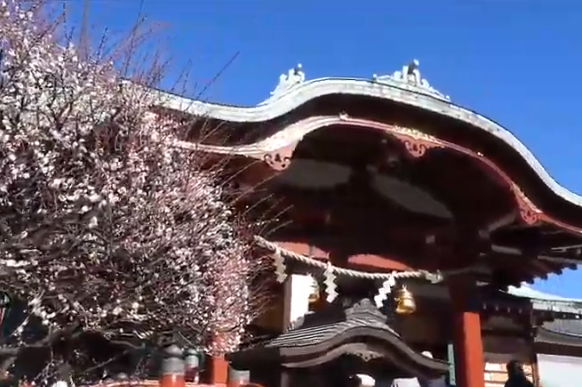 亀戸天神梅まつり2024の混雑は？見頃や開花状況や梅の種類は？