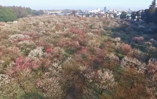 昭和記念公園の梅2024の見頃はいつ？混雑状況や駐車場は？