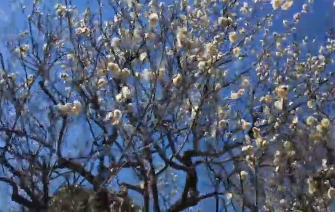 六義園の梅2019の見頃はいつまで？混雑状況や駐車場は？