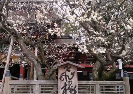 大宰府天満宮 2022の梅の見頃はいつ？開花状況や混雑も