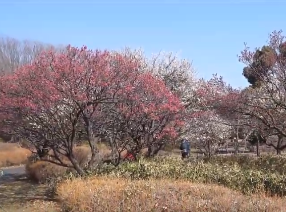 昭和記念公園の梅2019の見頃はいつ？混雑状況や駐車場は？
