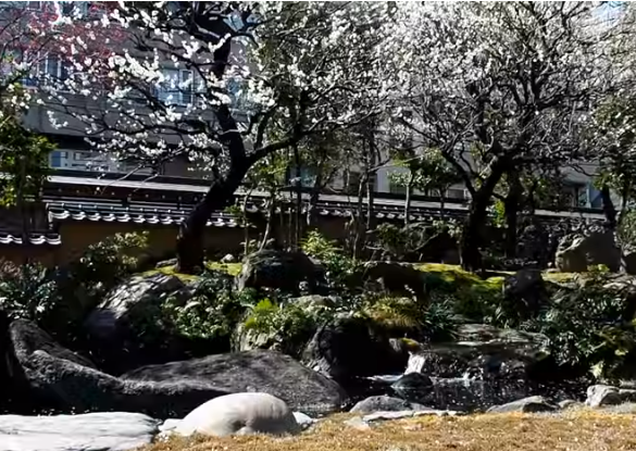 湯島天神梅まつり2024の混雑は？開花状況や見頃はいつ？