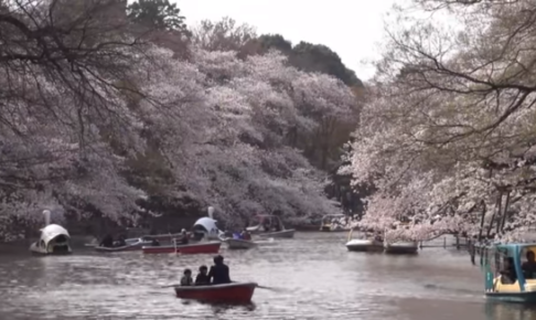 井の頭恩賜公園の桜の開花状況と桜マップは ライトアップや混雑も ツクの日々