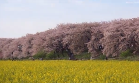 幸手権現堂の桜22の開花状況や見頃はいつ 混雑や駐車場も ツクの世界