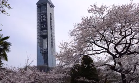 東山動植物園の桜19の開花予想はいつ 混雑状況や駐車場は ツクの日々