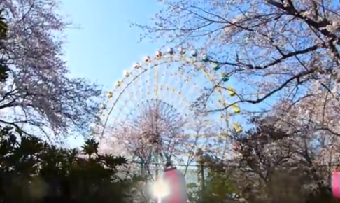 華蔵寺公園の桜19の開花予想と見頃はいつ と混雑や駐車場も ツクの日々