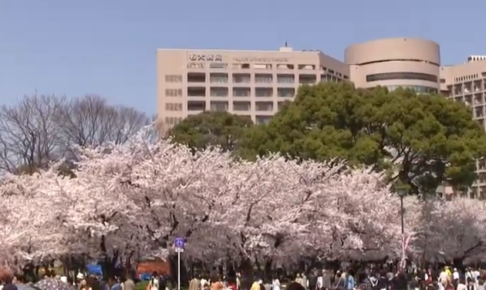 鶴舞公園の桜19の見頃は 混雑状況や駐車場にライトアップも ツクの日々