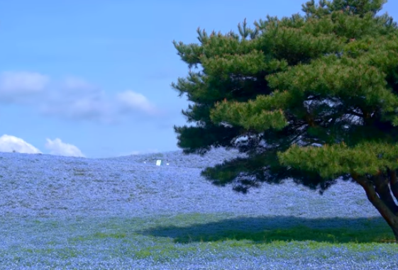 【2025年版】ひたち海浜公園のネモフィラ｜青の絶景と見頃・撮影情報