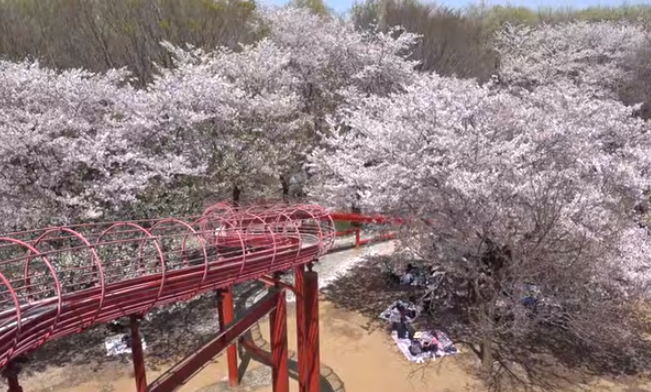 【2025年版】アンデルセン公園の桜｜見頃・アクセス・園内の楽しみ方