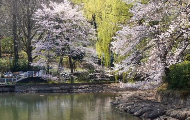 【2025年版】三ツ池公園の桜｜見頃・池に映る桜の風景とアクセス情報