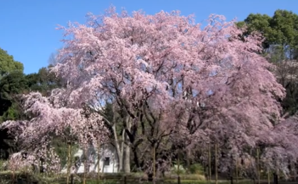 六義園の桜2022の開花予想や見頃の時期はいつ？おすすめ場所は？