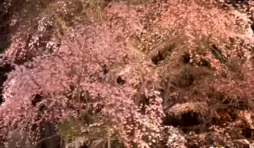 【2025年版】六義園の夜桜ライトアップ｜しだれ桜の幻想風景を歩く