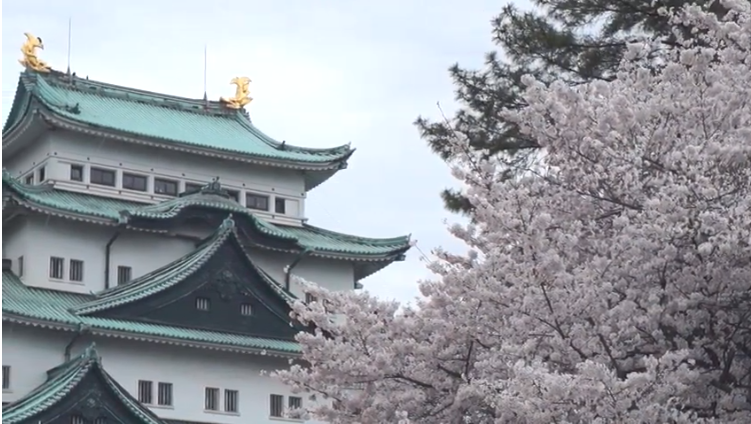 【2025年版】名古屋城の桜｜見頃・ライトアップ・撮影ガイド