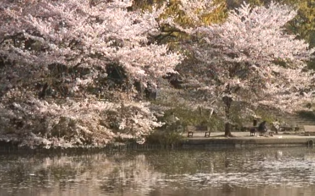 【2025年版】大宮公園の桜｜見頃・屋台・アクセス・池と神社の絶景