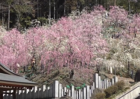 大縣神社梅園の梅まつり開花状況や見所は？混雑状況や駐車場も