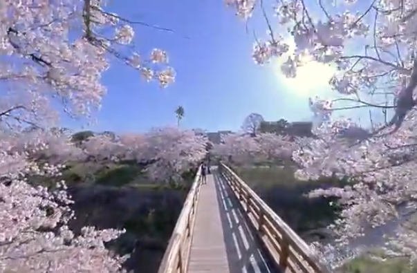 【2025年版】山崎川の桜｜見頃・アクセス・かなえ橋の桜トンネル