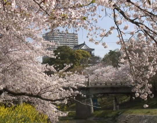 【2025年版】岡崎公園の桜｜見頃・ライトアップ・屋台・アクセス徹底ガイド