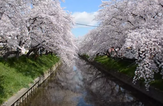【2025年】岩倉桜まつりと五条川の桜｜見頃・ライトアップ・屋台ガイド