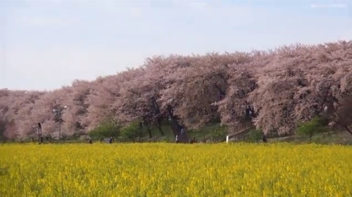 【2025年版】幸手・権現堂堤の桜｜見頃・菜の花・屋台情報