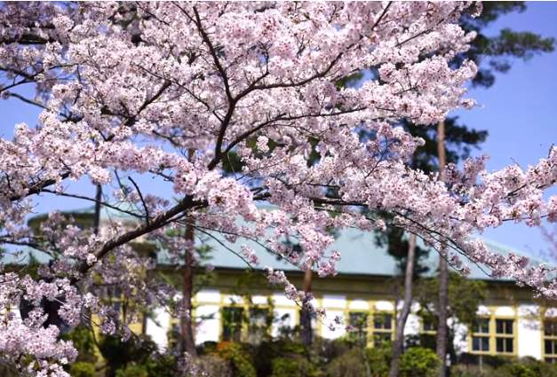 【2025年版】明治村の桜｜見頃・建築との絶景・アクセス・イベント情報まとめ