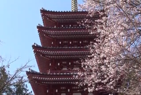 【松戸の隠れた名所】本土寺の桜2025｜見頃・アクセス・混雑情報