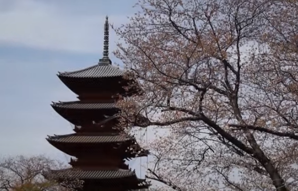 【2025年版】池上本門寺の桜｜見頃・アクセス・歴史ある春の絶景