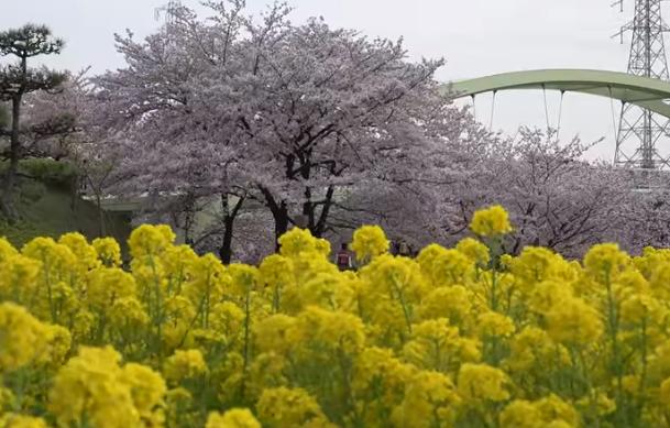 【2025年版】荒子川公園の桜｜見頃・ライトアップ・アクセス・撮影スポットまとめ