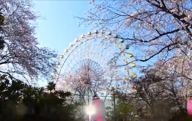 【2025年版】華蔵寺公園の桜｜見頃・遊園地と楽しむ春の絶景