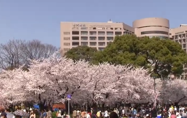 【2025年版】鶴舞公園の桜｜見頃・ライトアップ・屋台情報