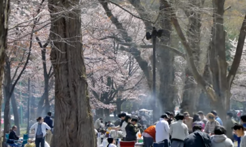 北海道円山公園の桜21の見頃と混雑は バーベキューでお花見は ツクの日々