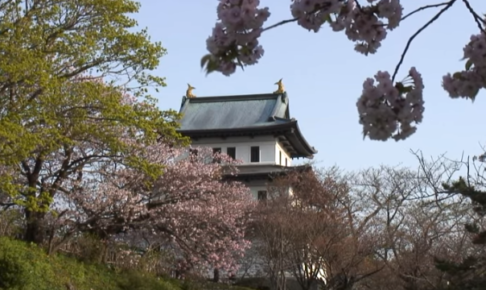 松前公園の桜21の開花予想に見頃は 混雑や駐車場も ツクの日々