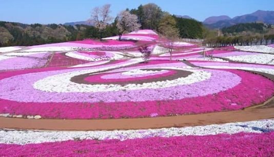 【2025年版】美里芝桜公園｜見頃・斜面に広がる春の花じゅうたん
