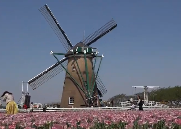【2025年版】佐倉チューリップフェスタ｜風車と70万本の花絶景