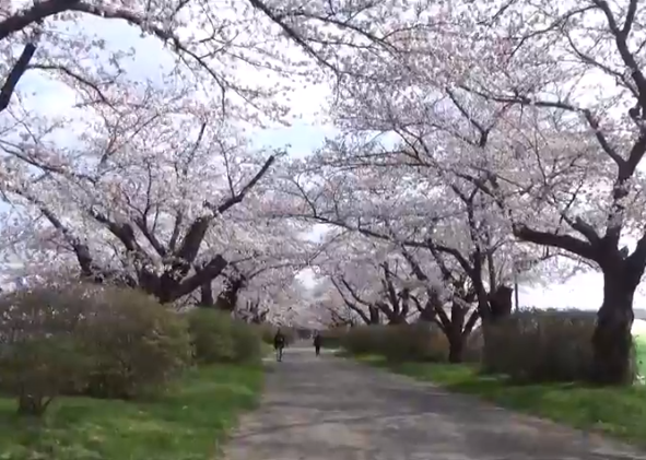 【2025年版】北上展勝地の桜｜見頃・桜並木と渡し舟・馬車体験