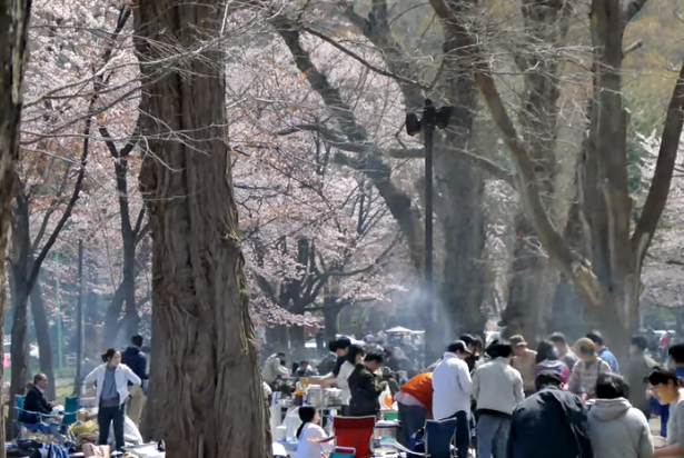 【2025年版】円山公園の桜｜見頃・桜とジンギスカン春風景