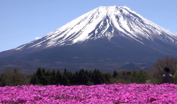 【2025年版】富士芝桜まつり｜見頃・富士山と桃色の花絶景