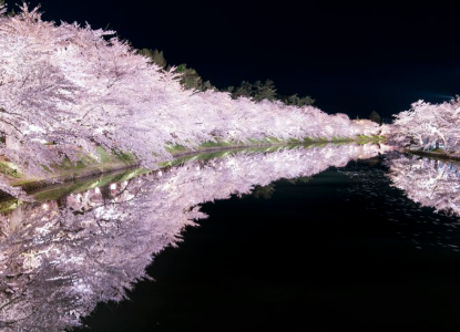 【2025年版】弘前公園の桜｜見頃・花筏・天守の絶景ガイド