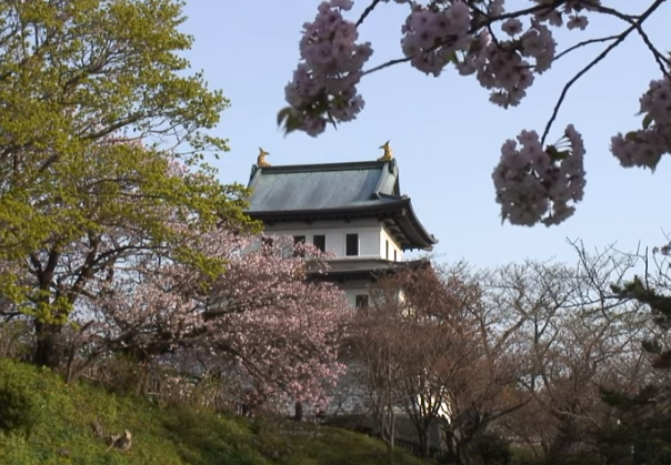 【2025年版】松前公園の桜｜見頃・松前城と1万本の桜絶景