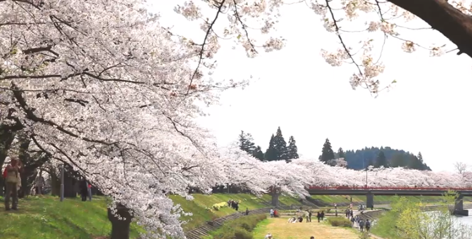 【2025年版】桧木内川堤の桜｜見頃・アクセス・川沿い桜トンネル散歩