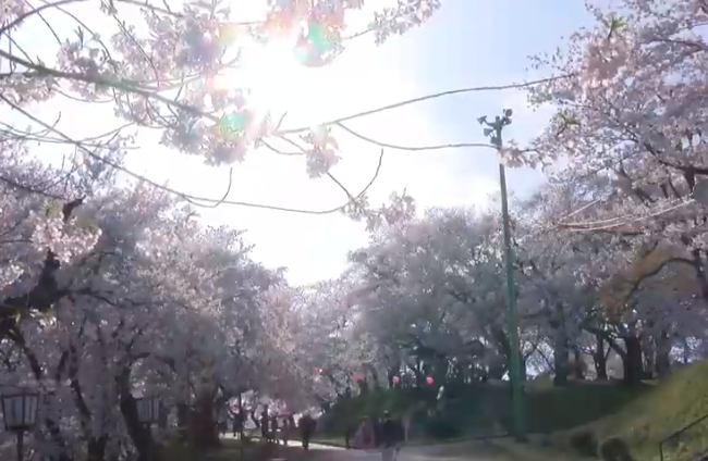 【2025年版】烏帽子山公園の桜｜見頃・上山城と桜の絶景散歩